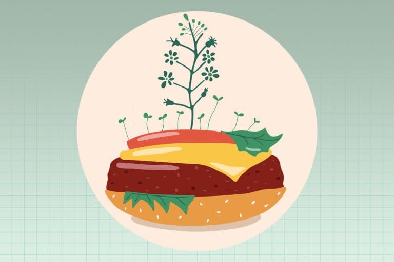 The adoption of plant-based meat by fast-food chains is a main factor to rise in plant based meat demand. Burger King’s Impossible Whopper, McDonald’s McPlant, and KFC’s have introduced plant-based options to mainstream audiences, making them accessible to all consumers. These partnerships boosted the sales of plant-based meat